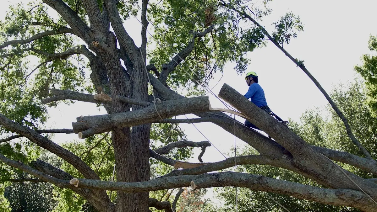 Professional Hazardous Tree Removal performed by certified arborists in Middleburg