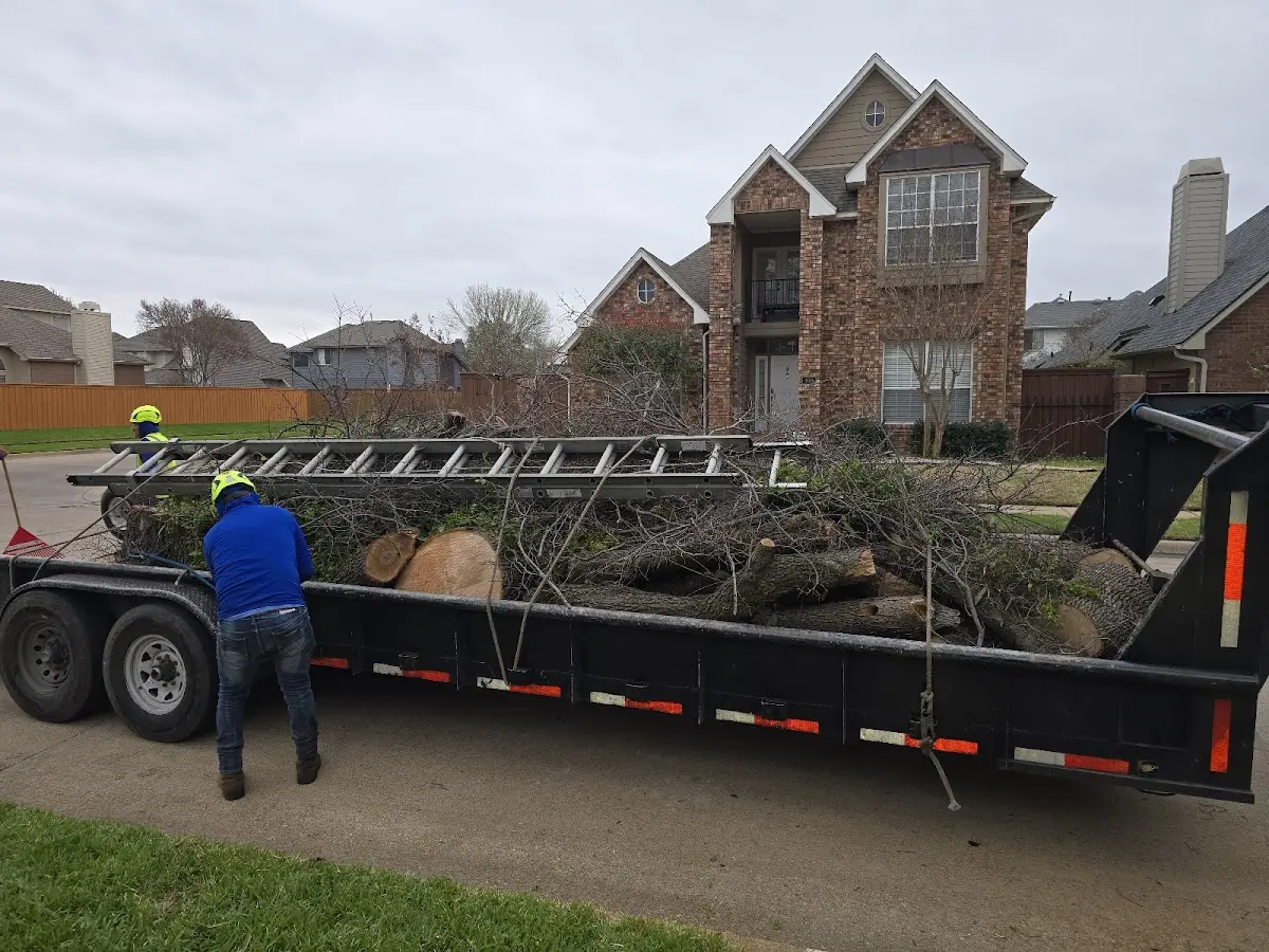 Expert Tree Removal with proper safety equipment in Middleburg